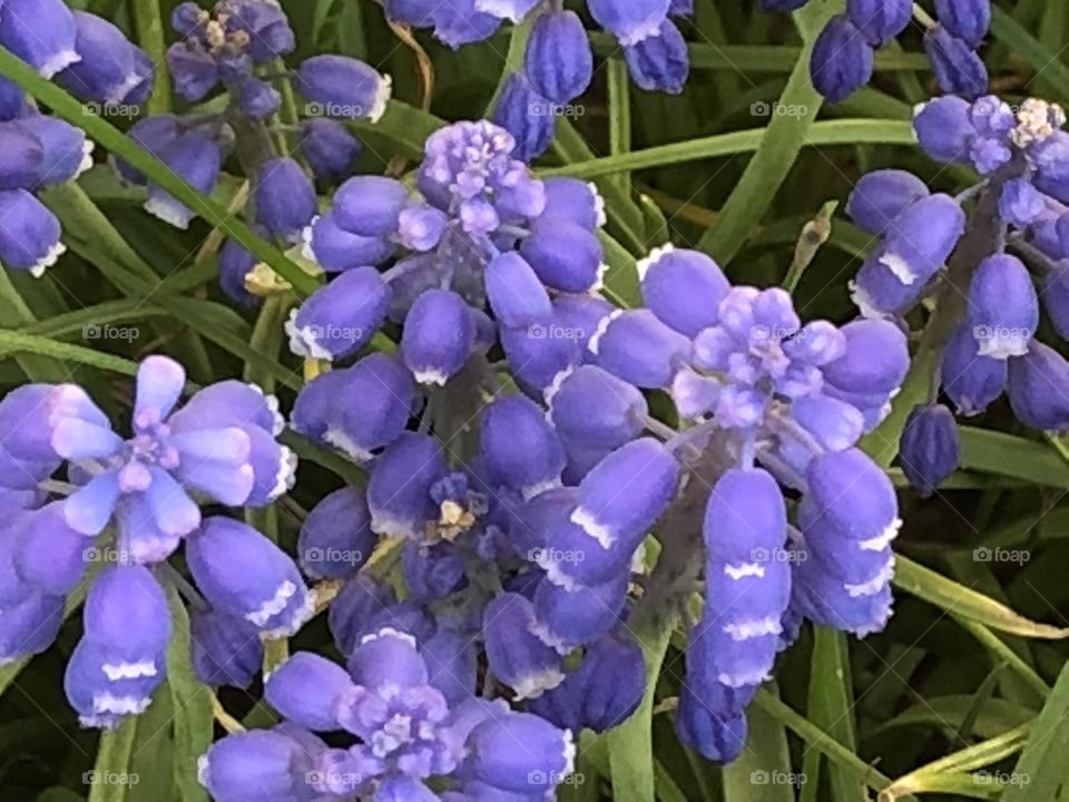 Spring time Grape Hyacinths blooming