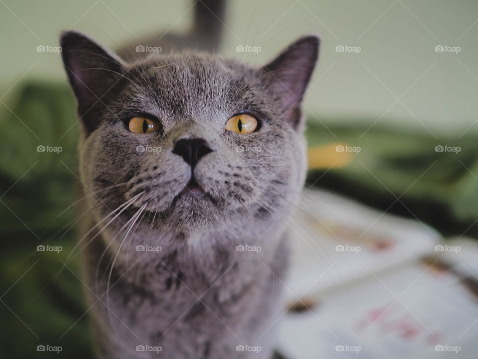 90 degree angle head short of beautiful male 7 months British shorthair blue gray cat with yellow green eyes siting on sofa and looking straight ahead