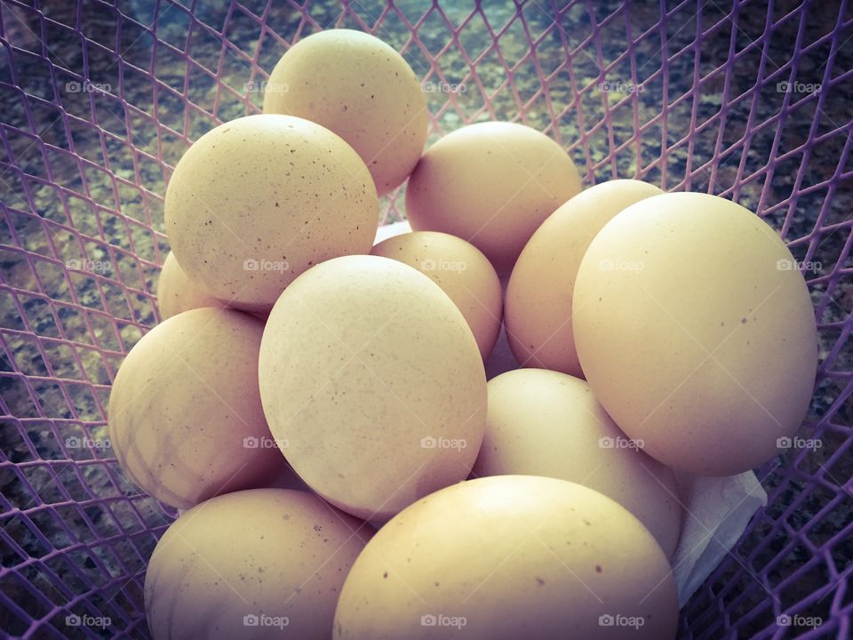 Fresh Eggs 