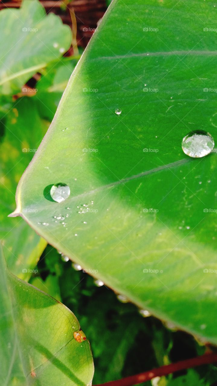 You can see the shadow of water drop and leaf... 🌓💧🌱