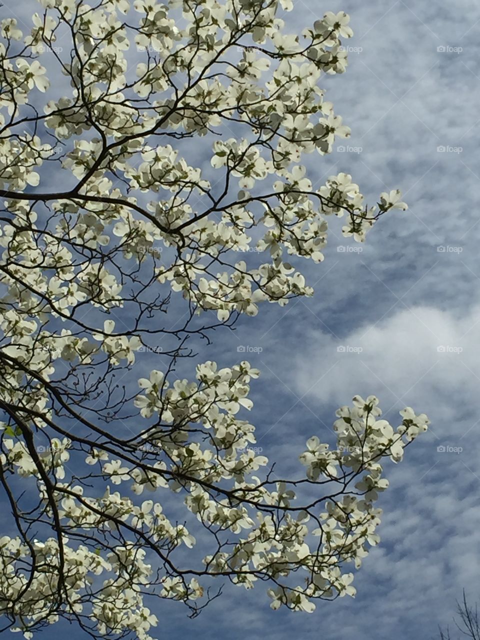 Dogwood blooms against blue sky. 
