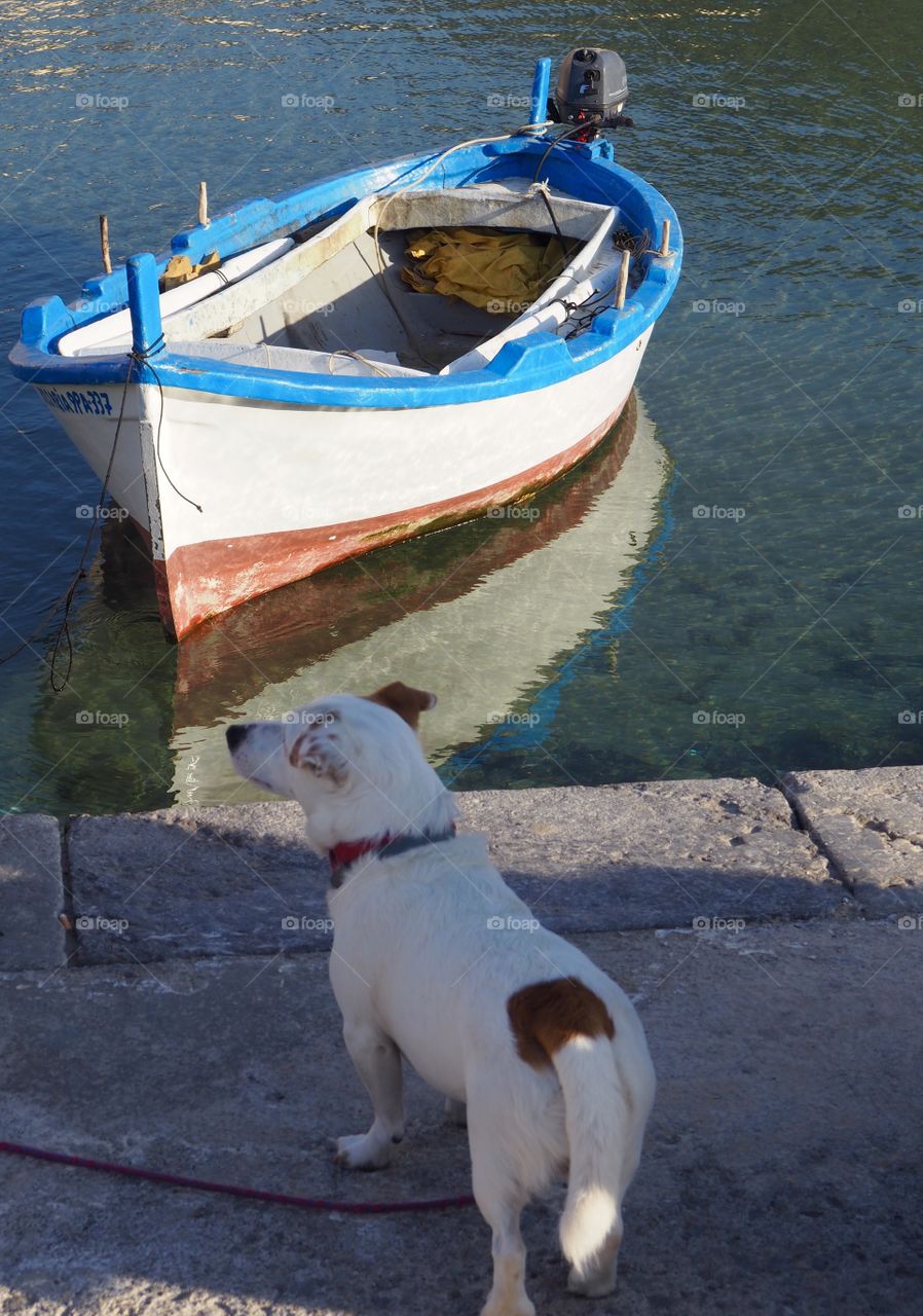 Dog and traditional fishing boat overlooking the water in Cefalu, Sicily.