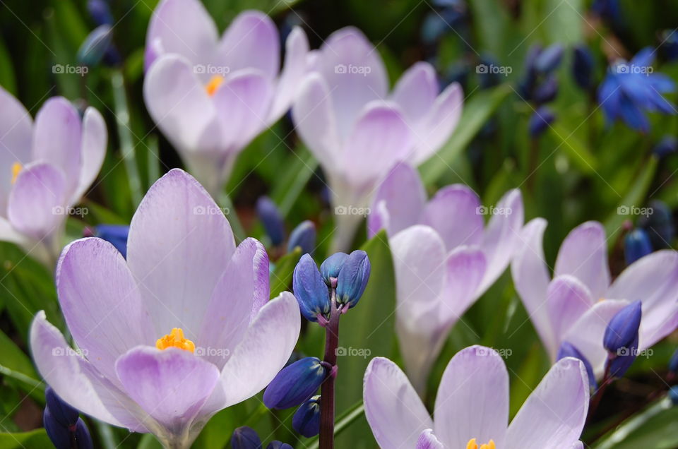 Crocus in blossom