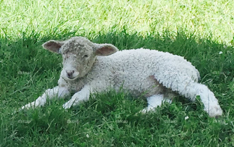 Sheep on grass field