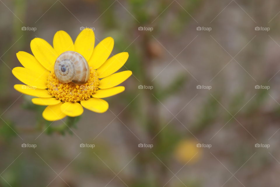 Snail on yellow flower