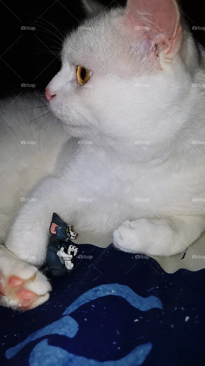 cat
