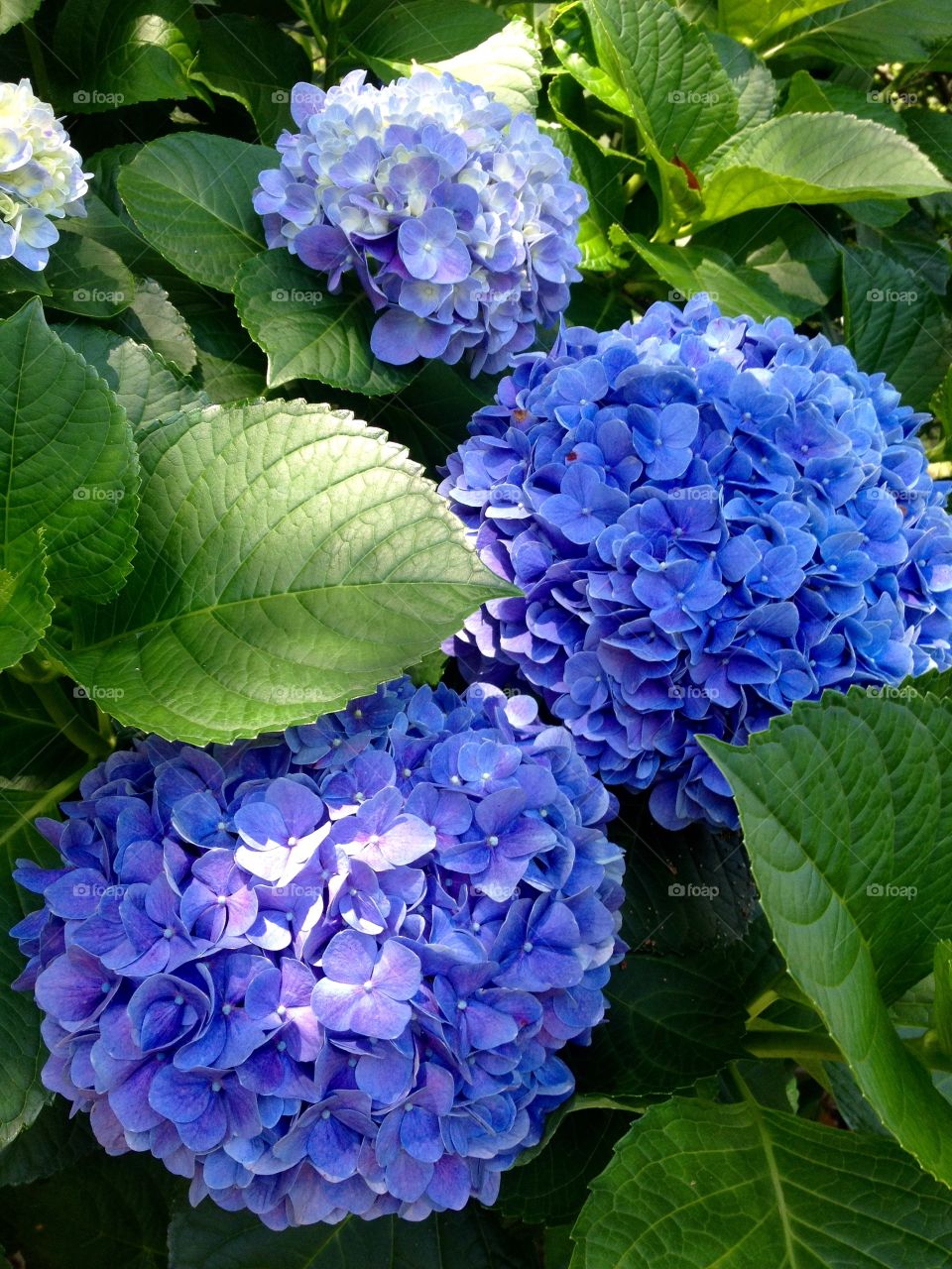 Beautiful Blue Hydrangea 