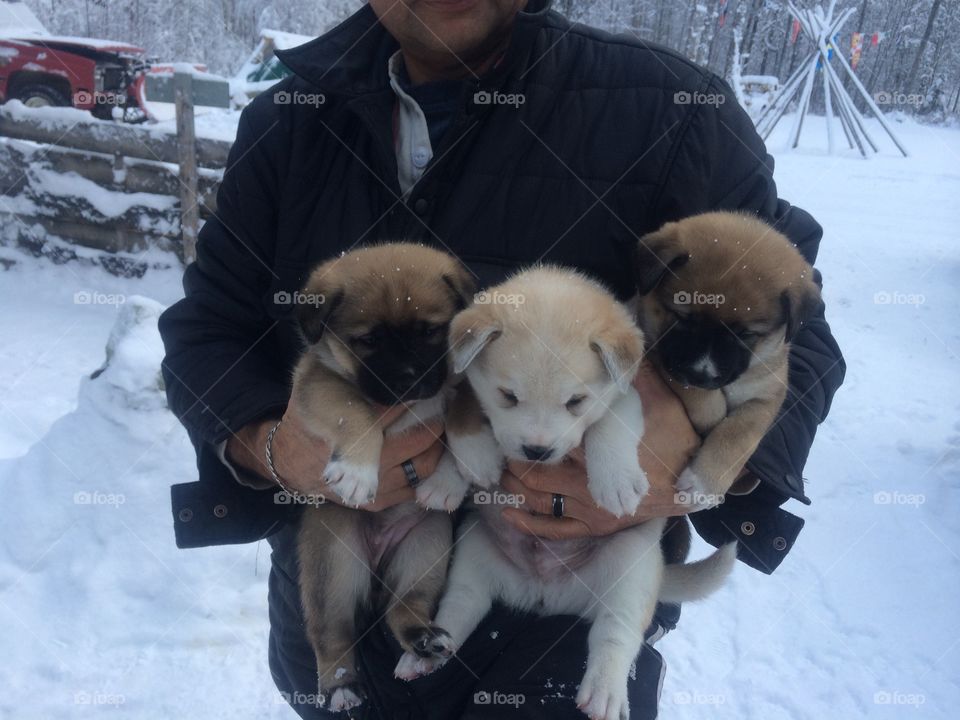 A handful of alaska husky puppies 