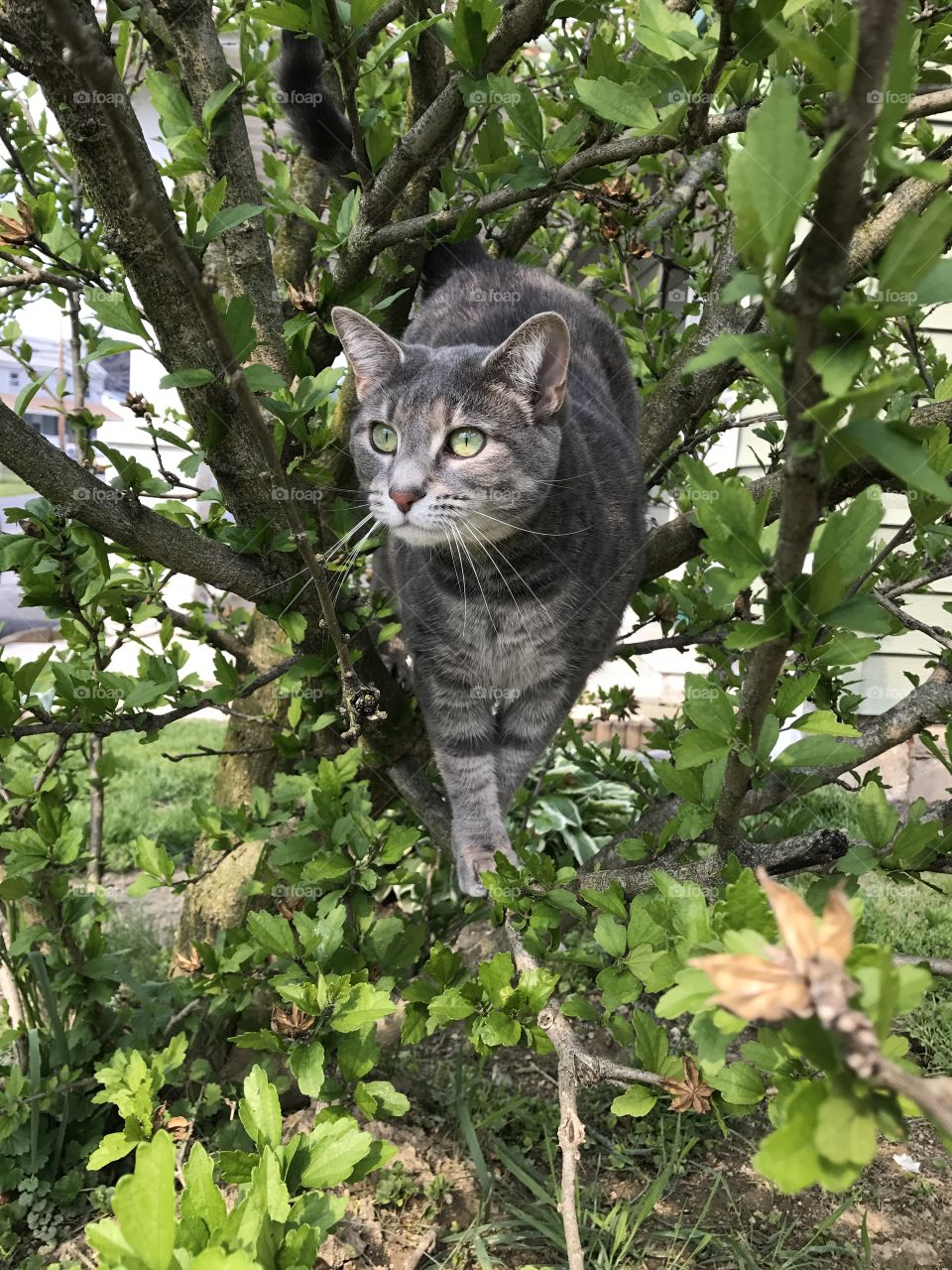 Tela’s day out! This cat loves climbing trees and watching birds! She is so gorgeous! 