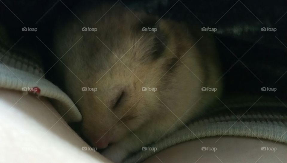 Sleepy hammy
