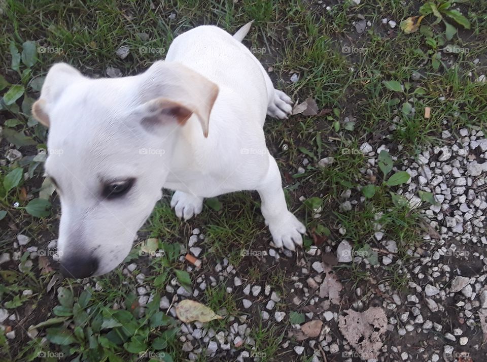 close up white pup