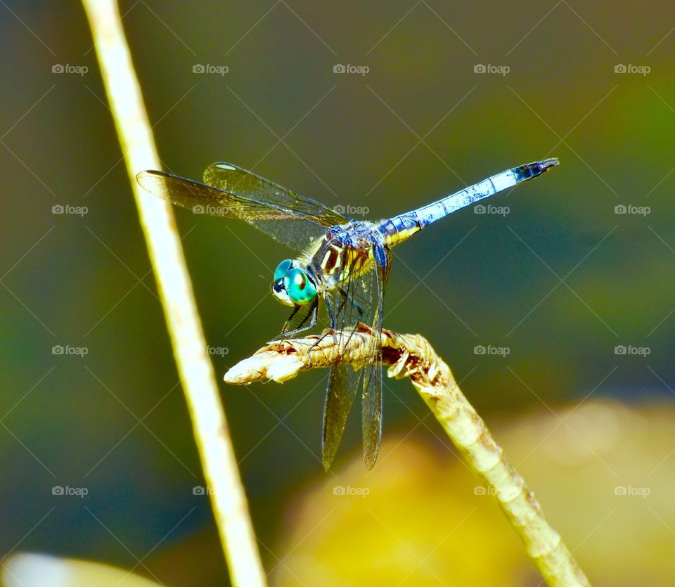 dragonfly
