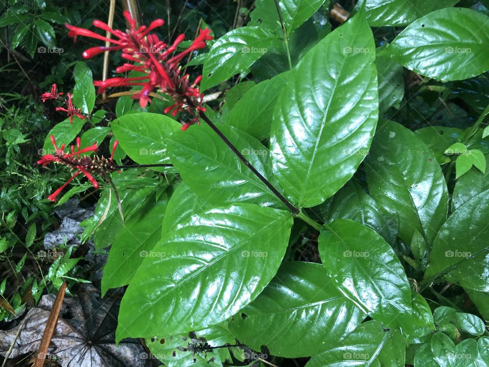 Wet leaves in rainforest