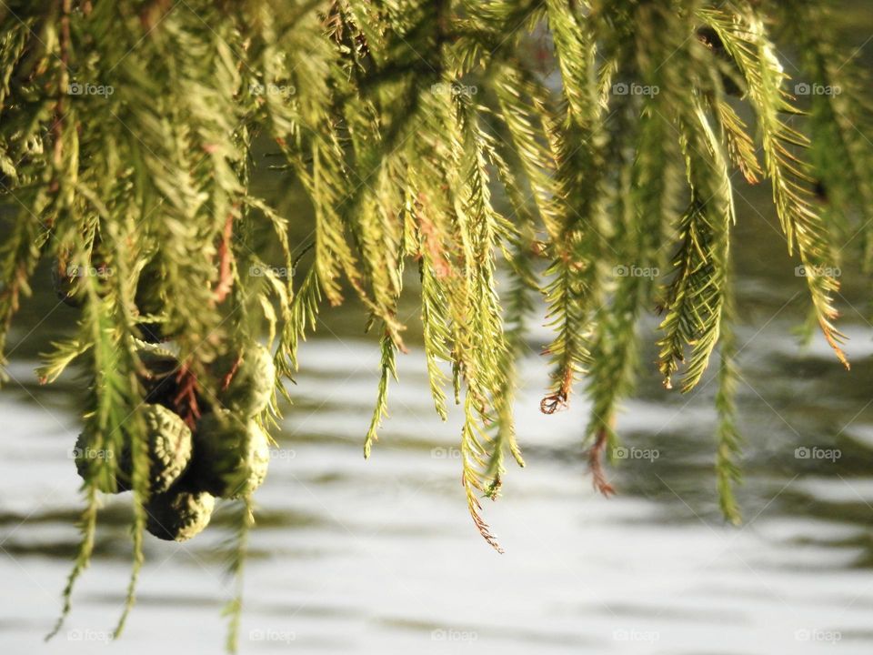 Bald cypress conifer tree (Taxodium Distichum) decorative fruit ball shaped green cones beautifully hanging down and branches green and brown needles seen with the sunset light by the water.