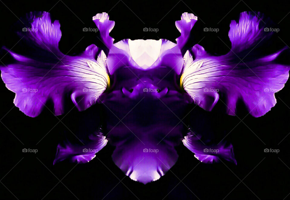 Purple violet Iris flower by elvio