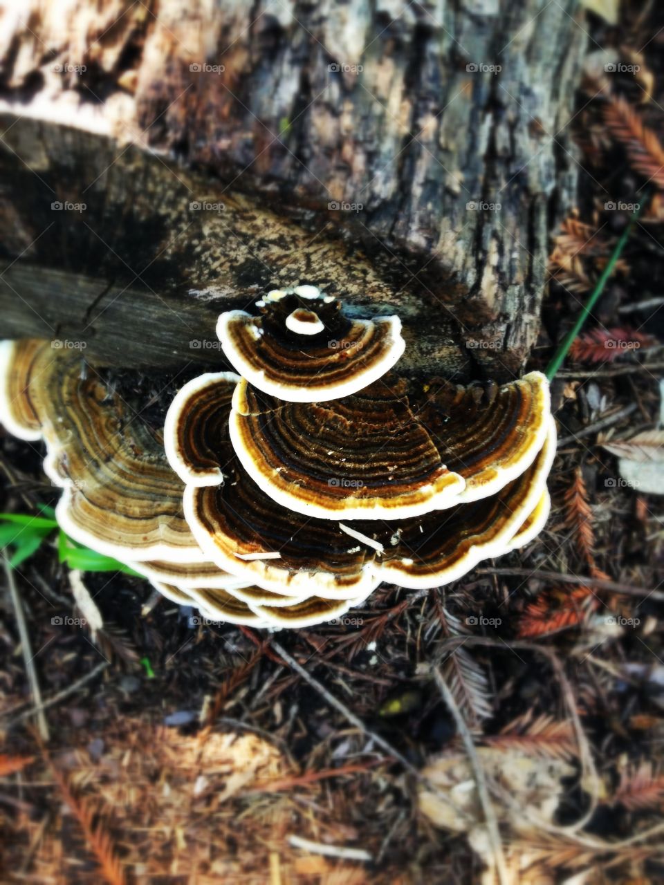 Turkey Tail. Turkey tail mushrooms 