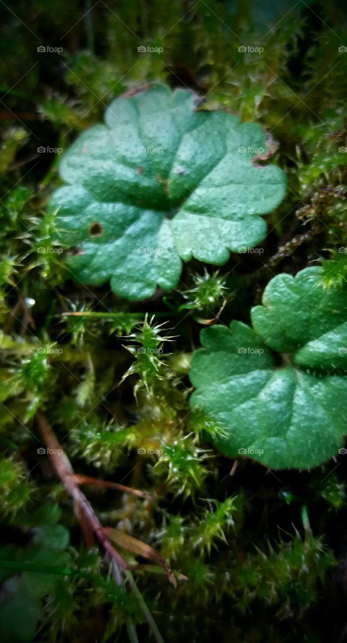 moss & weed