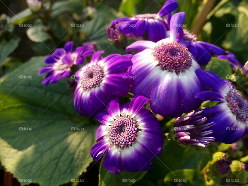 flower plants