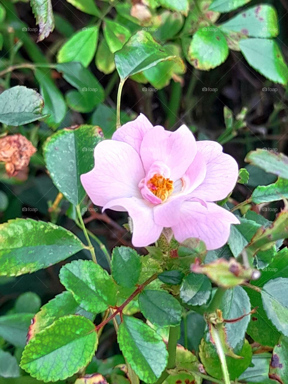 Light pink rose flower