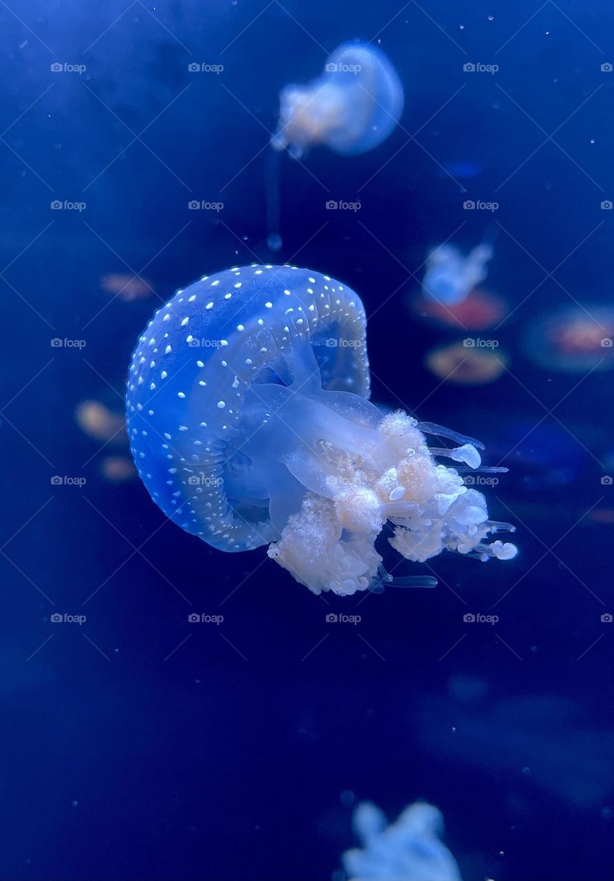 Jelly fish swimming