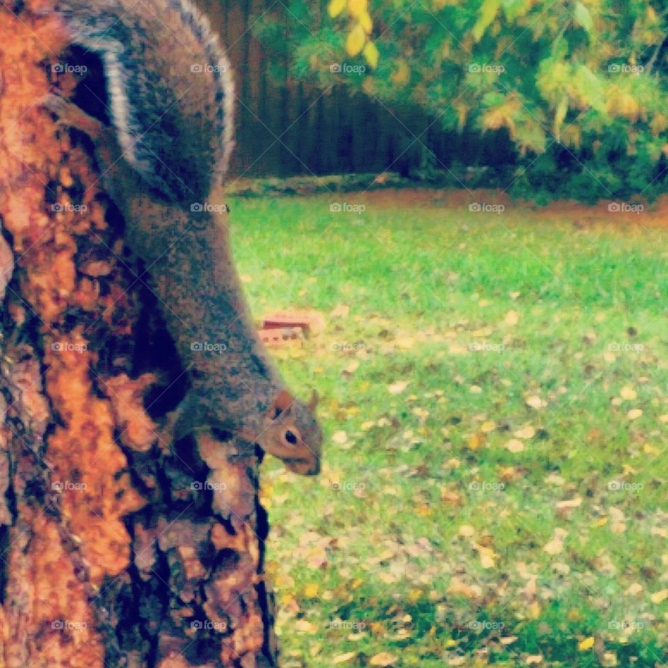Backyard Squirrel 
