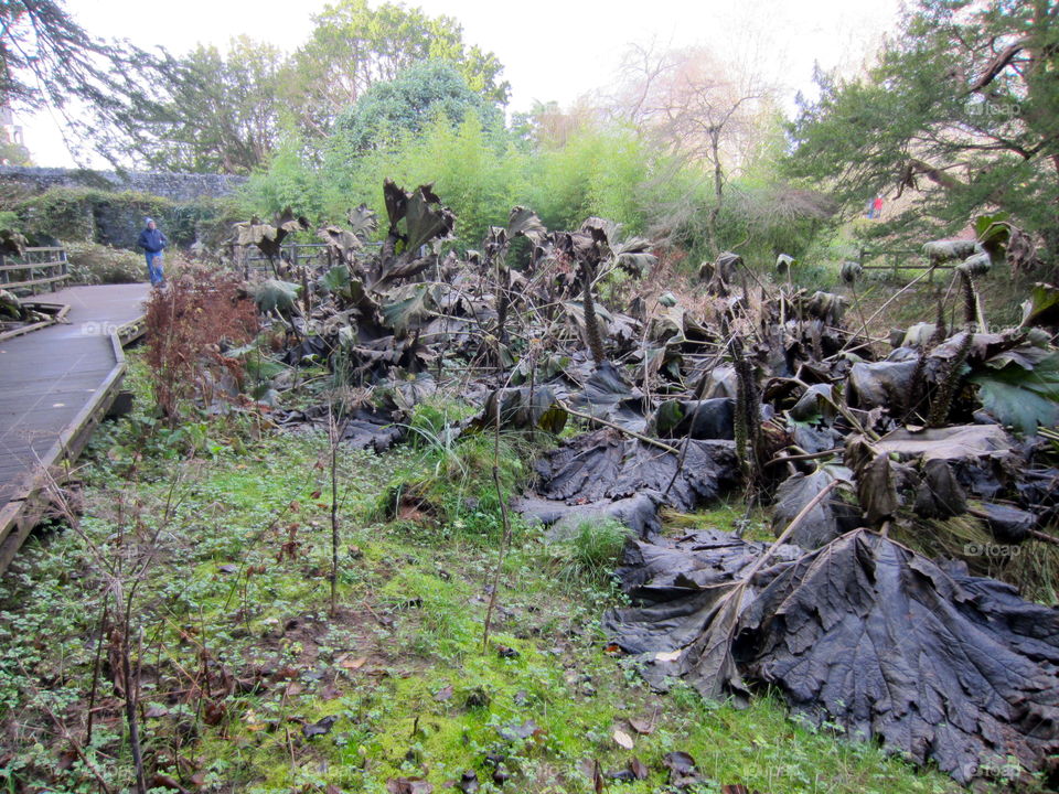 Nature, Wood, Landscape, Water, Tree