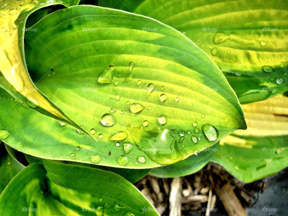 Rain drops on the leaves 