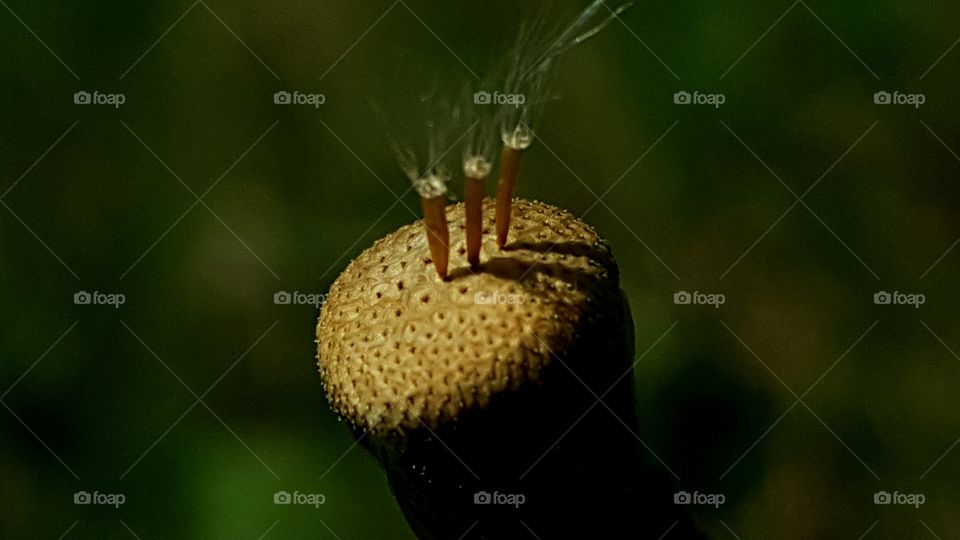 Three parachutists ;-)