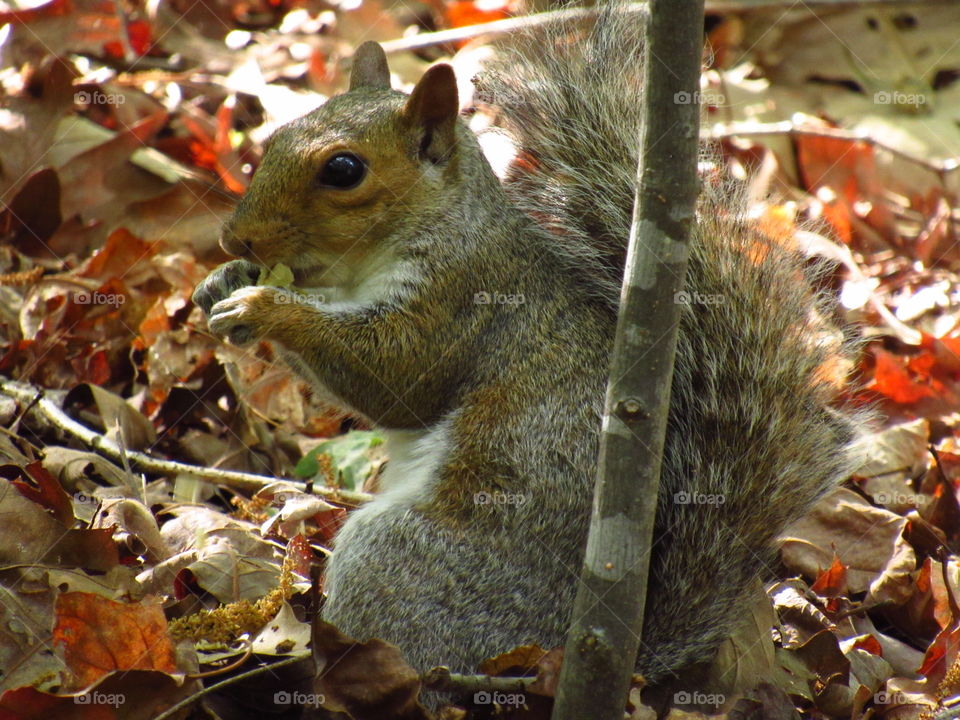 Squirrel Enjoying a Snack