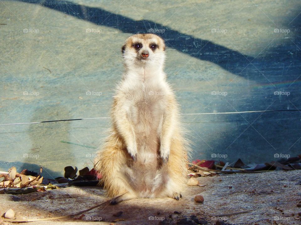 A meerkat hang. A meerkat sitting up and hanging out 