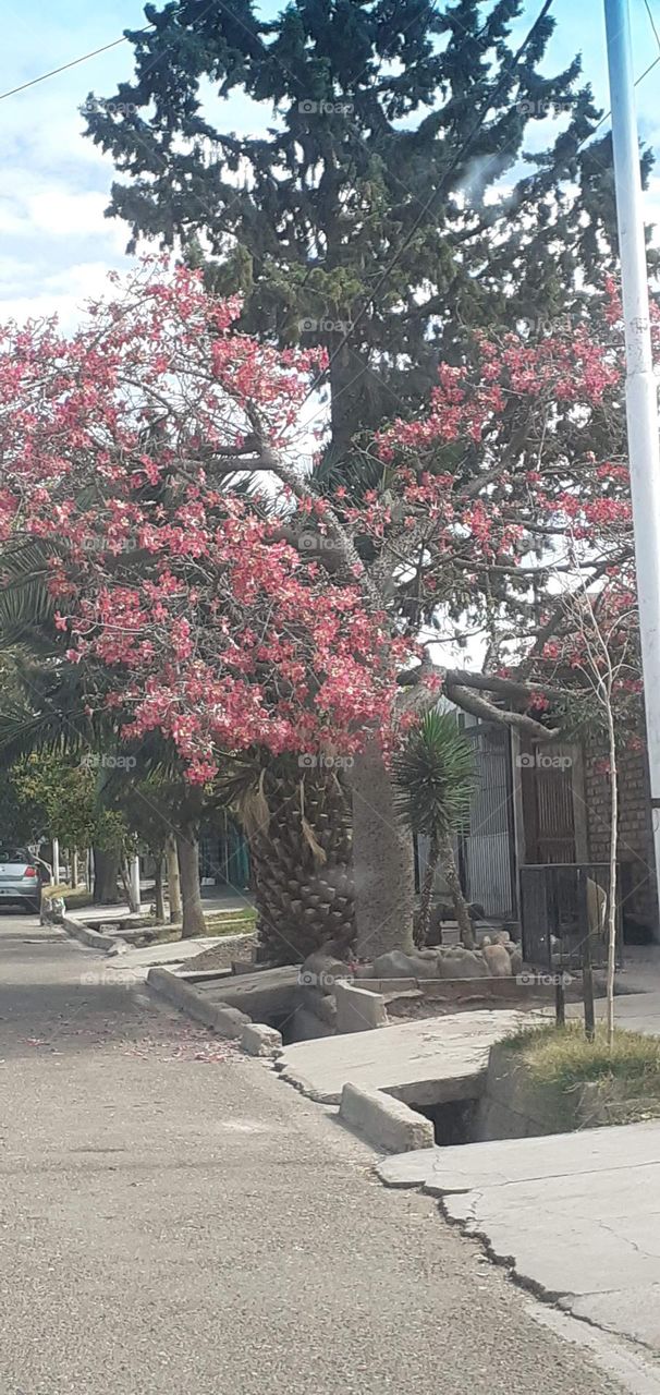 las flores del árbol denominado palo borracho