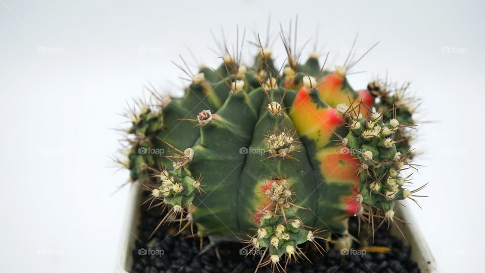 gymnocalycium color