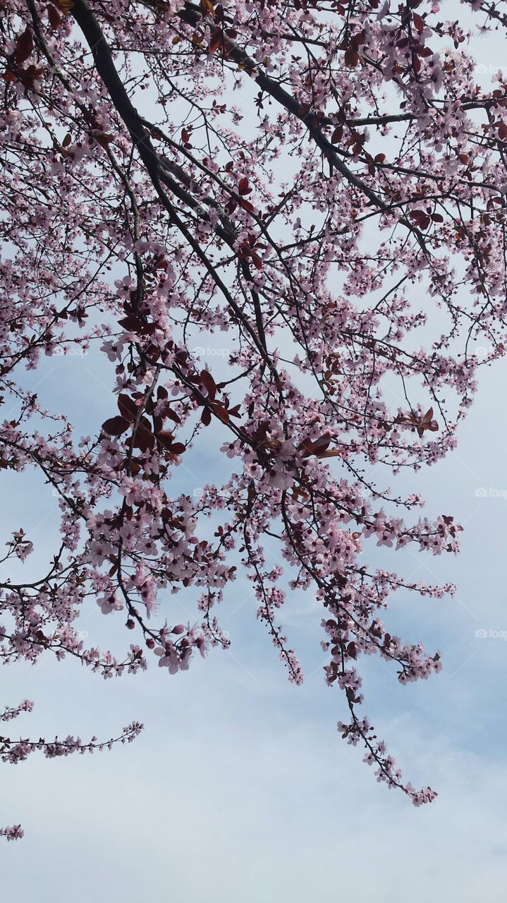 Low angle view of cherry blossom against cloudy sky