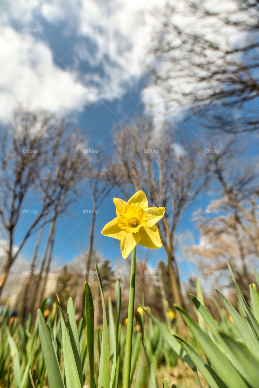 Daffodil in spring