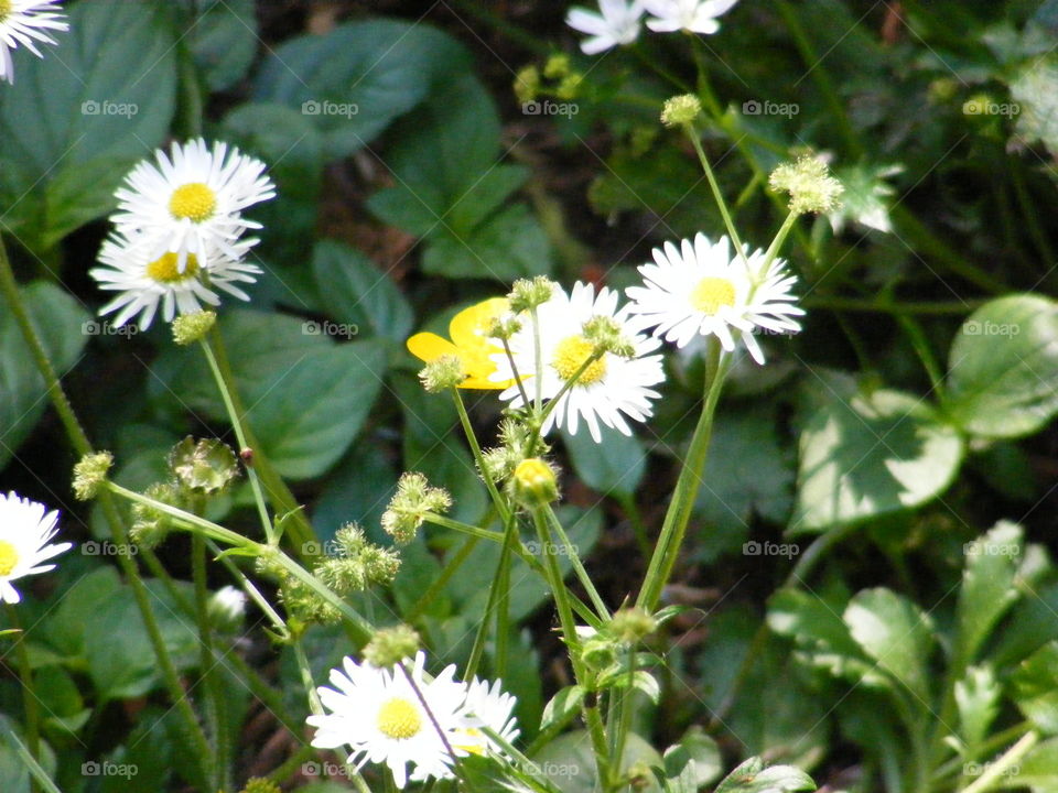Wild daisy