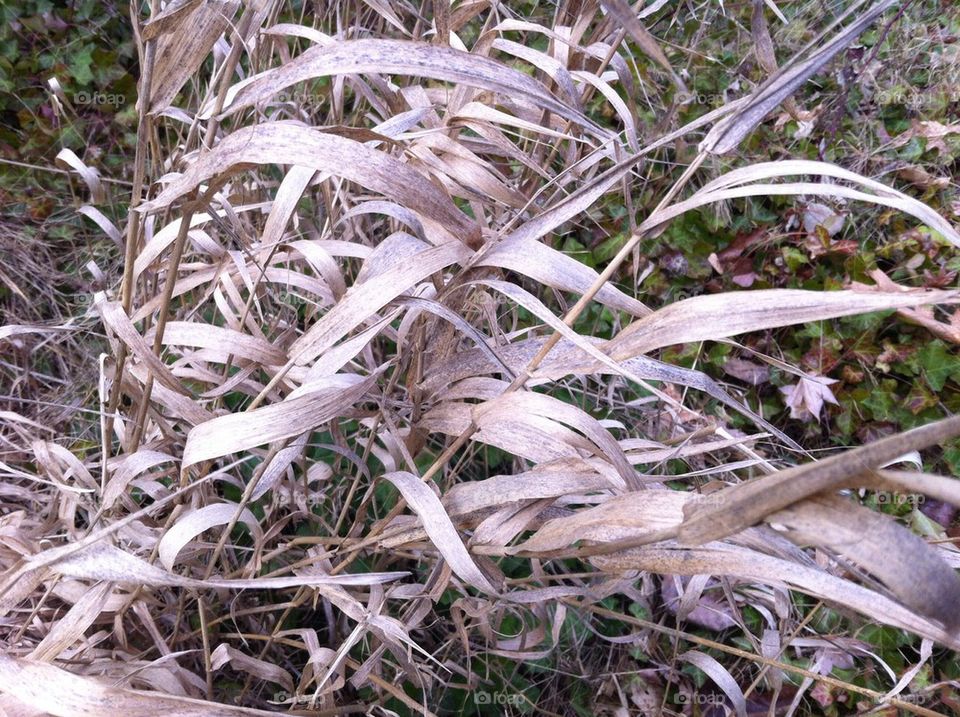 Winter grass