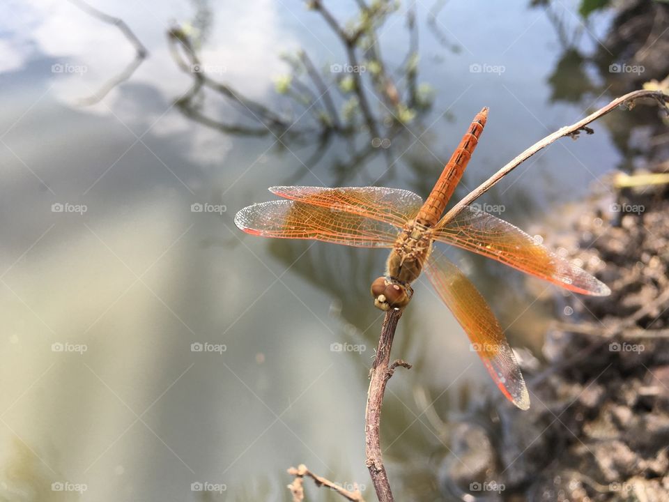 Close up dragonfly on dry branch tree