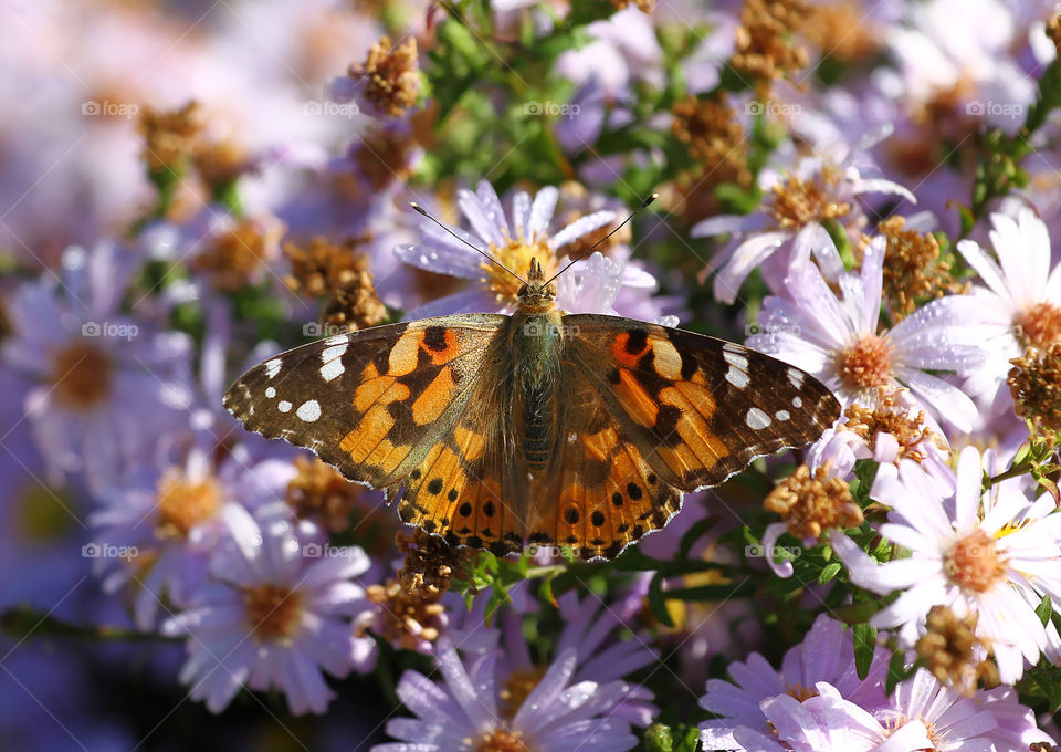 Beautiful butterfly