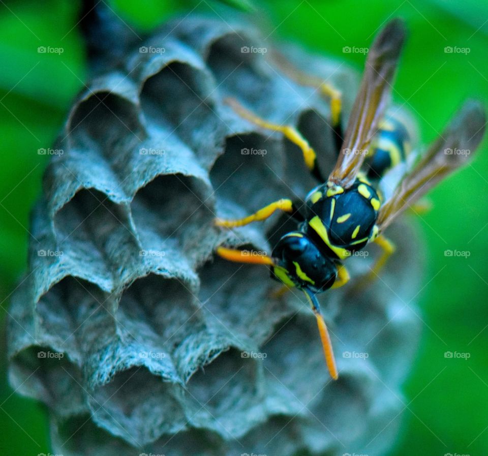 A hive of wasps and its guardian