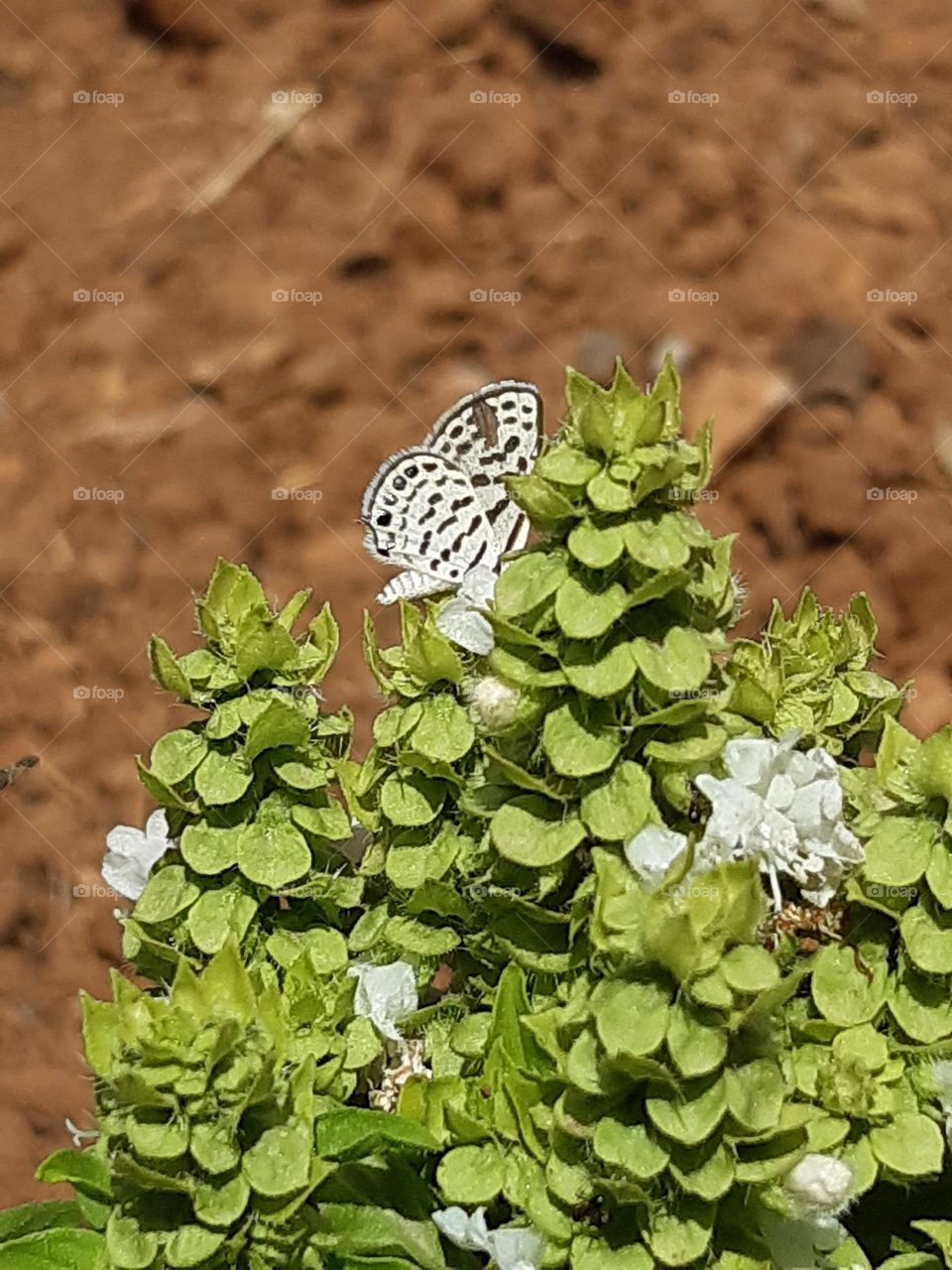 Butterfly pollinates flowers