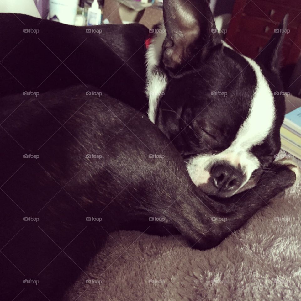 Boston Terrier napping