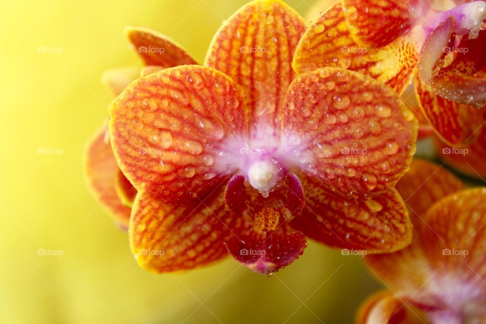 Orange orchid on Yellow background 