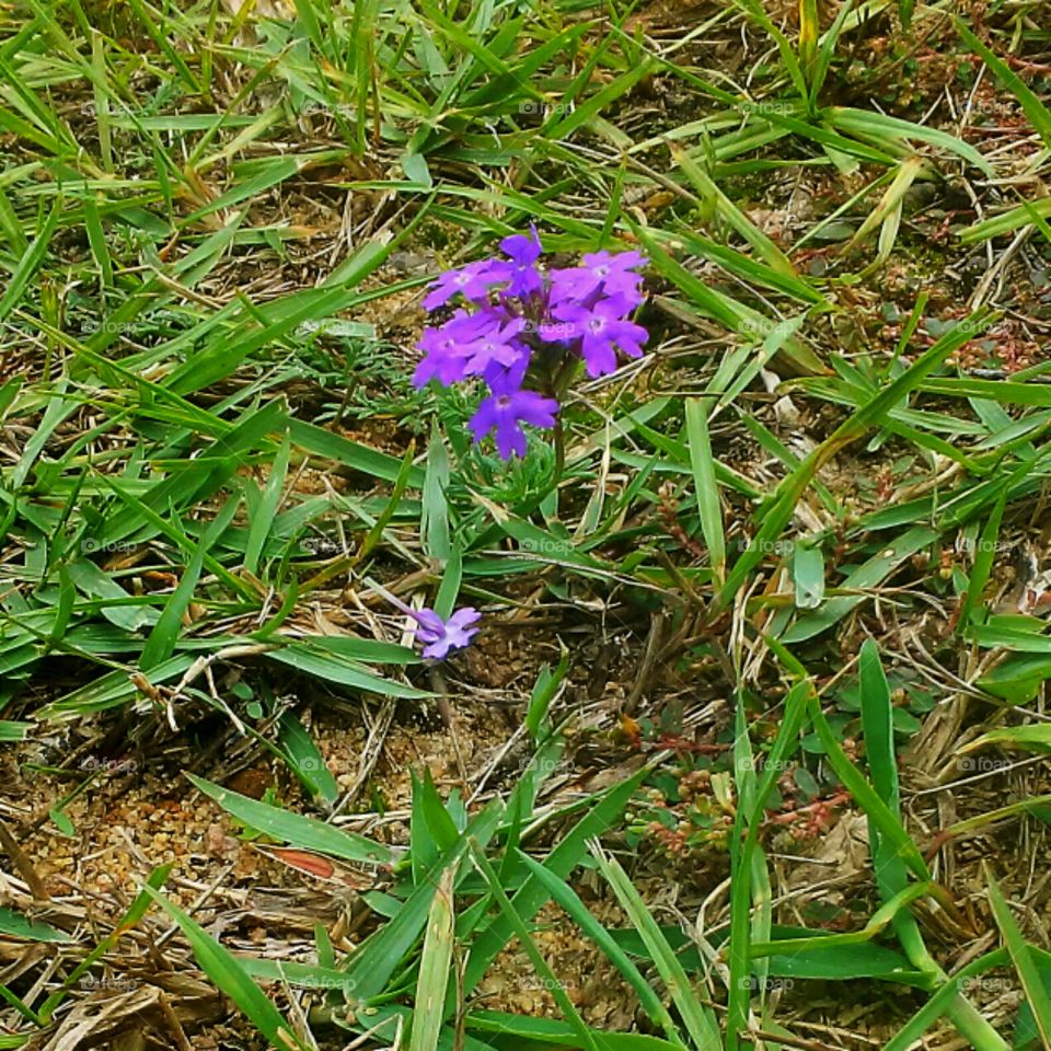 very tiny purple flower in the grass