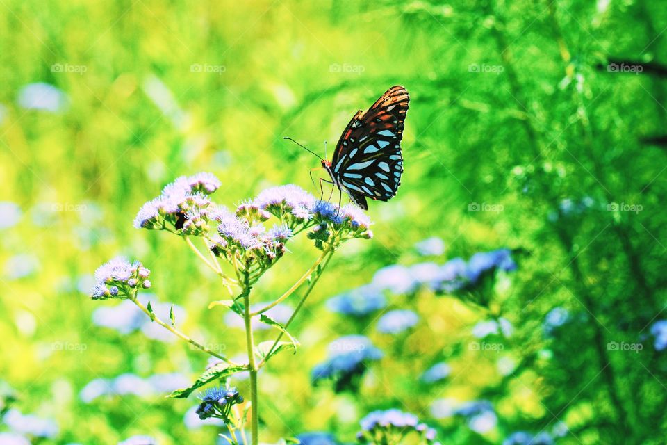 Nature, Butterfly, Summer, Insect, Outdoors