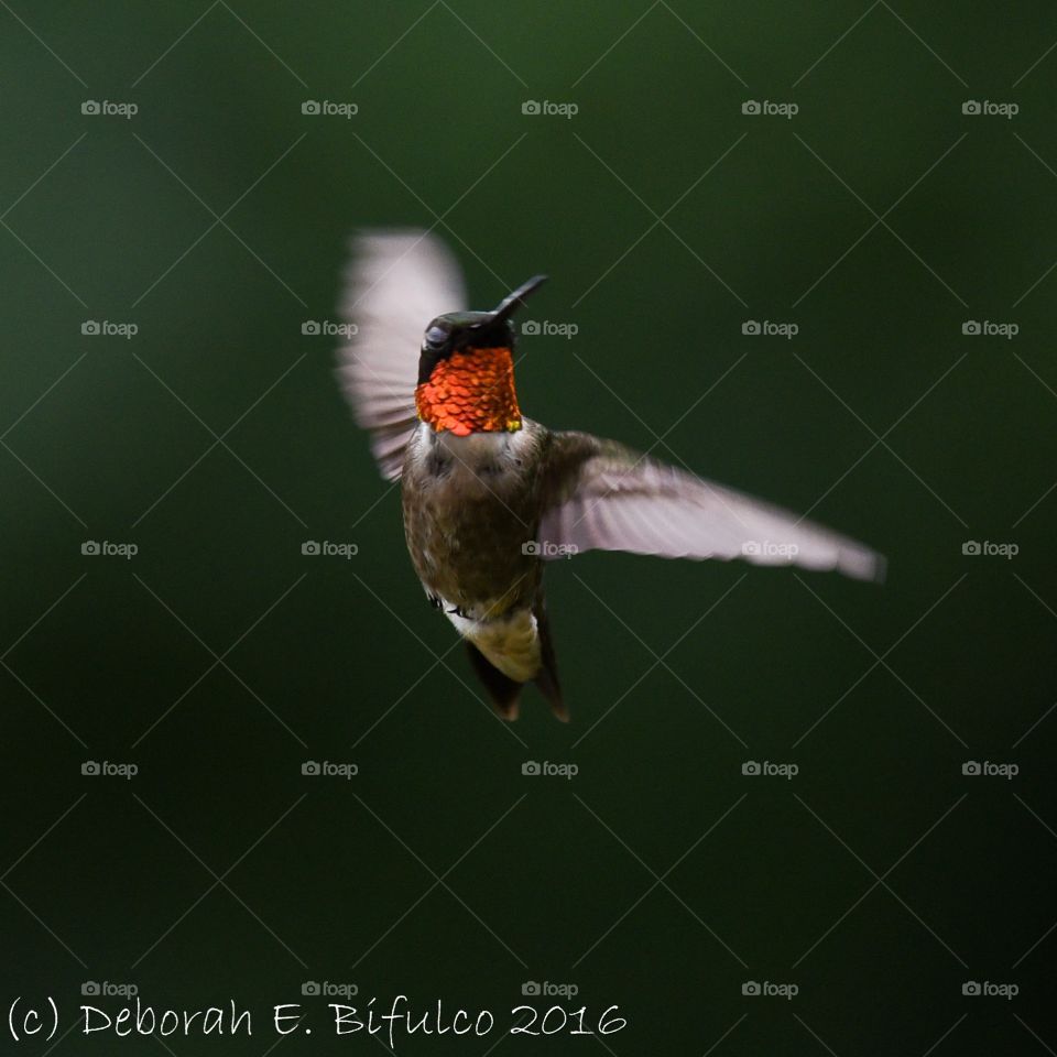 Hummingbird acrobatics