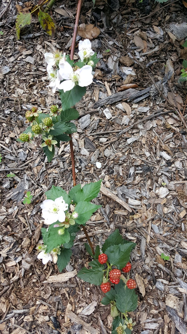 Berries in garden