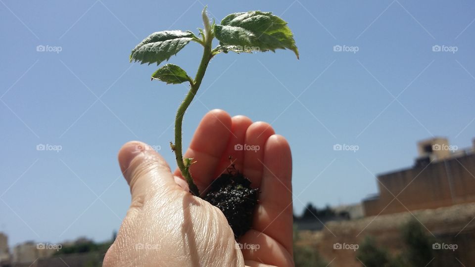 transplanting seedling