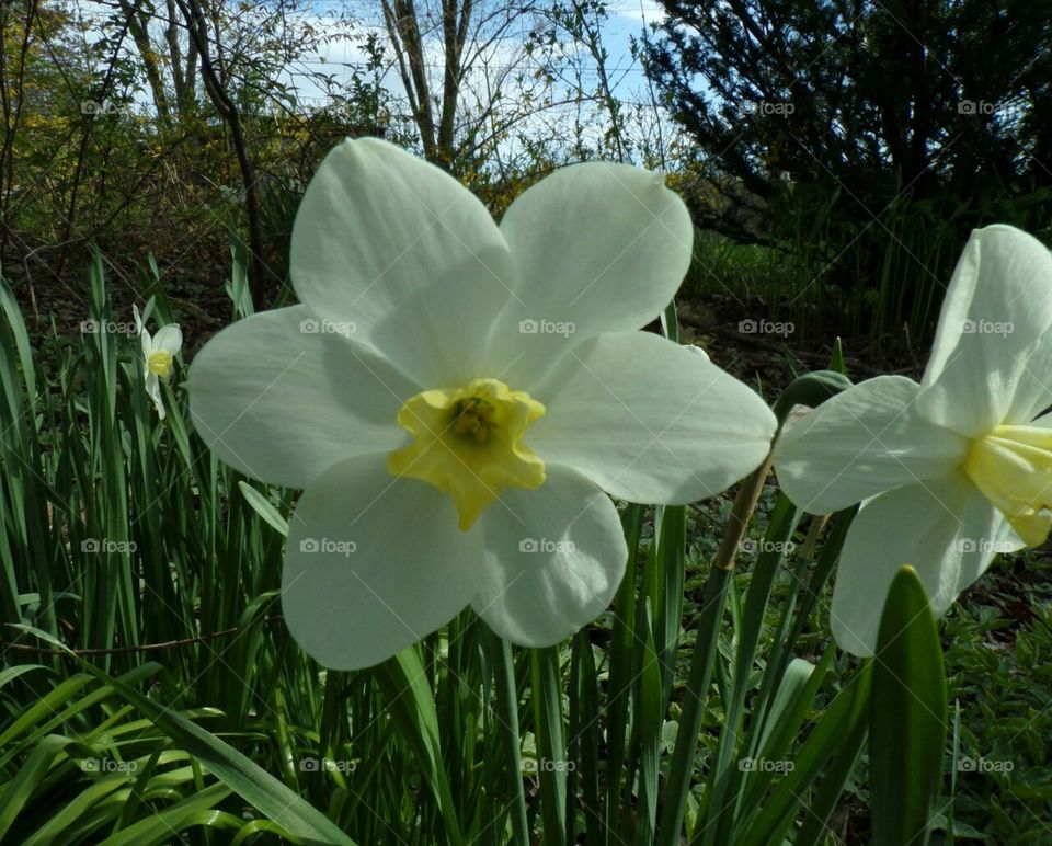 happy faces saying  hello spring.