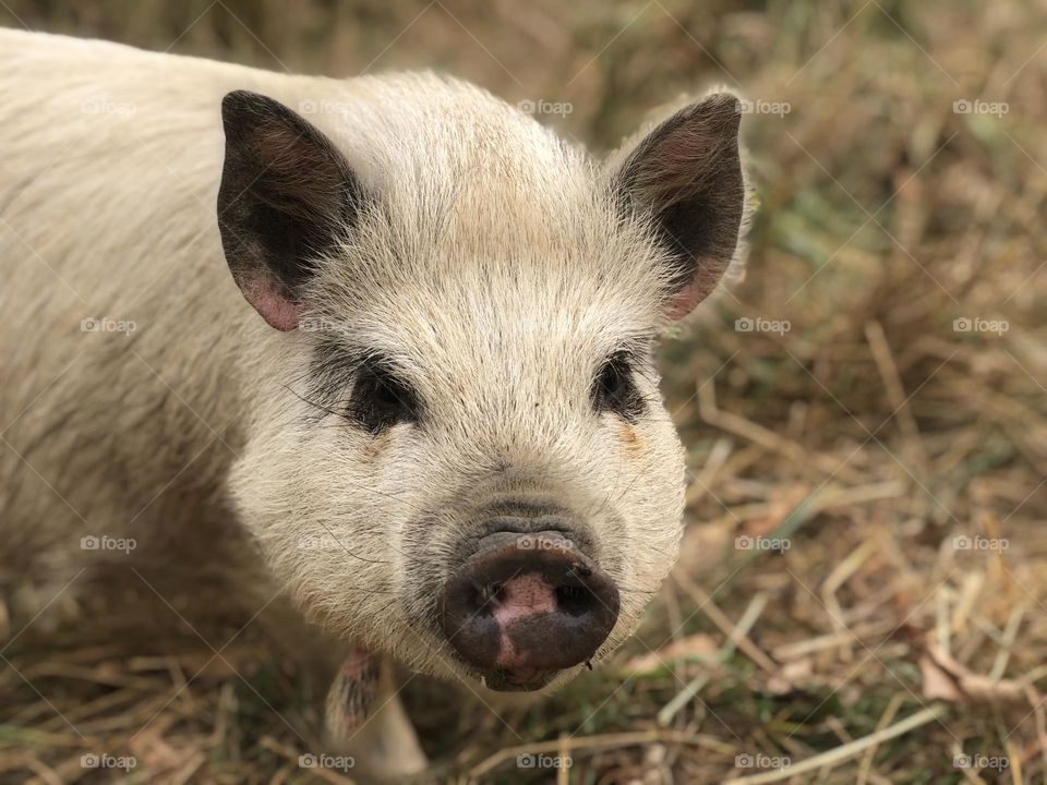 Piggy Pig, as we call her