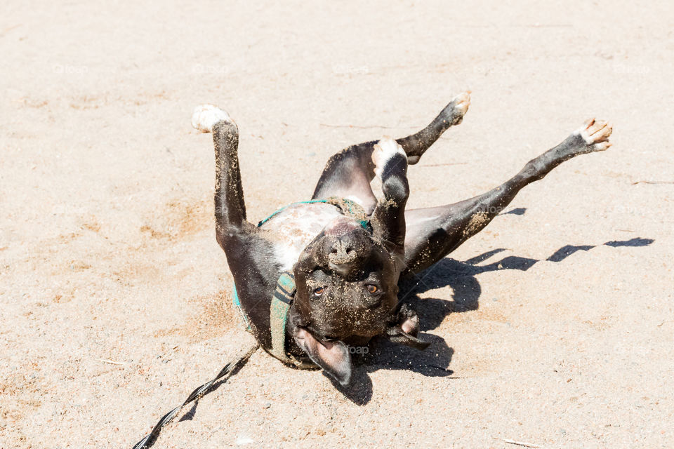 Funny dog rolling in sand on the beach after swim, stretching out 